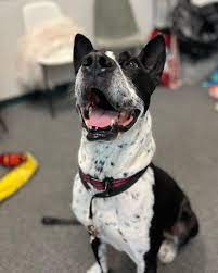 CRT K9 Dog Training Image